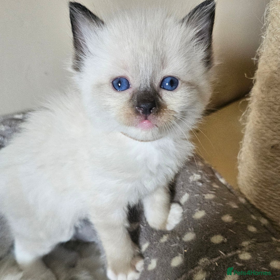 Ragdoll cats for sale: 7 beautiful fluffy Ragdoll cats.  - Image 22