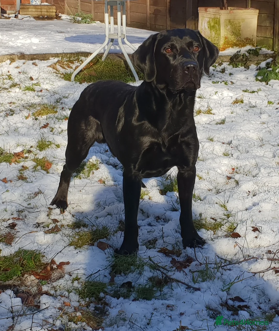 Labrador Retriever dogs for stud: Proven Labrador for Stud in Birmingham - Advert 2