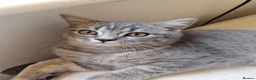 Scottish Fold cats for sale: Last Pedigree Scottish Straight Boy left  - Advert 9