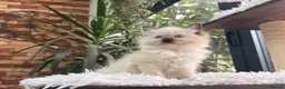 Ragdoll cats for sale: 🏆Sired by Imperial Grand Champion TICA REGISTERED - Advert 10