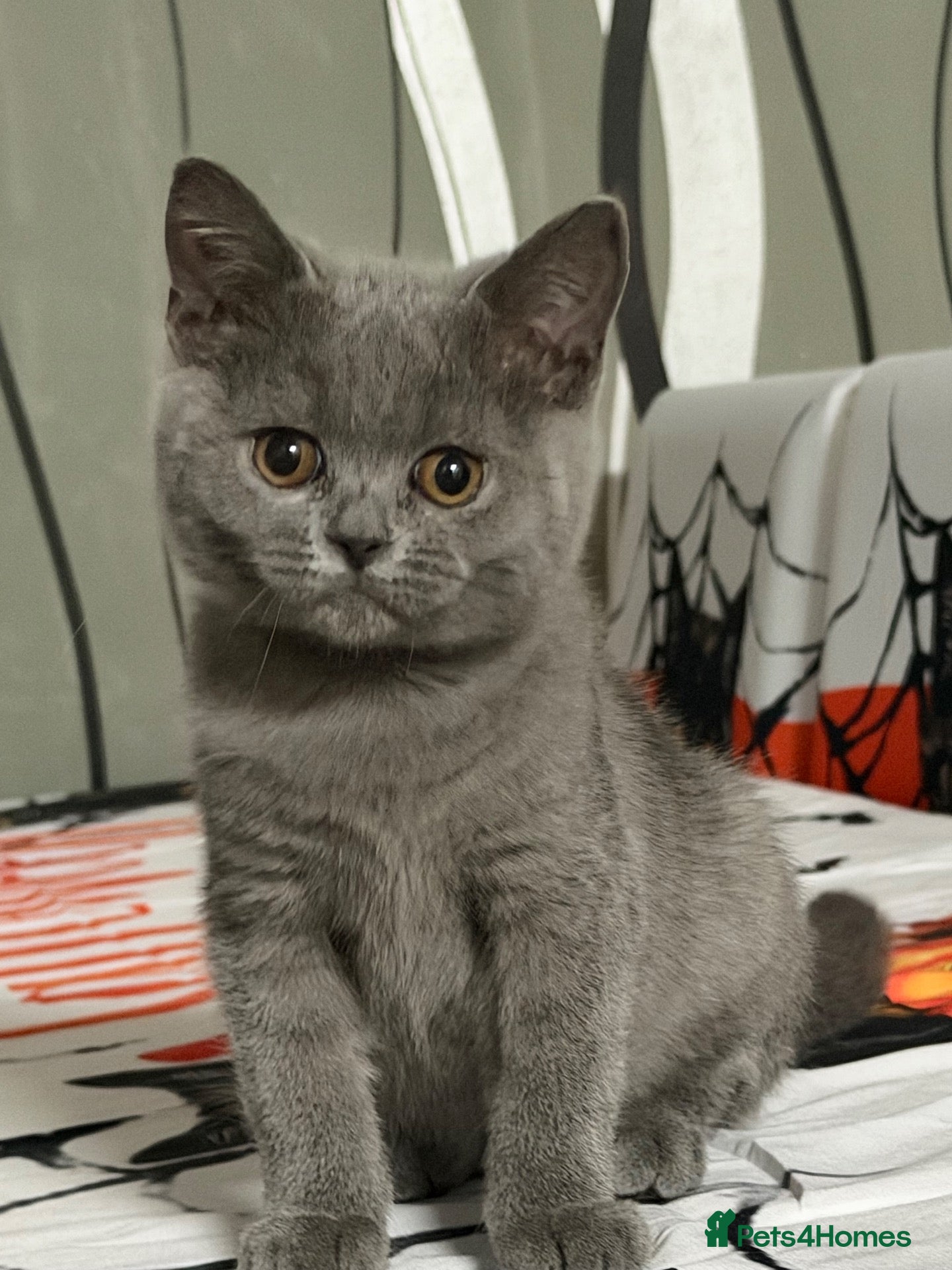 British Shorthair cats for sale: 🩵Fluffy British Shorthair🩵BOY - Advert 1