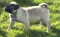 Pug dogs for sale: 2 beautiful female Pug puppies - Image 3