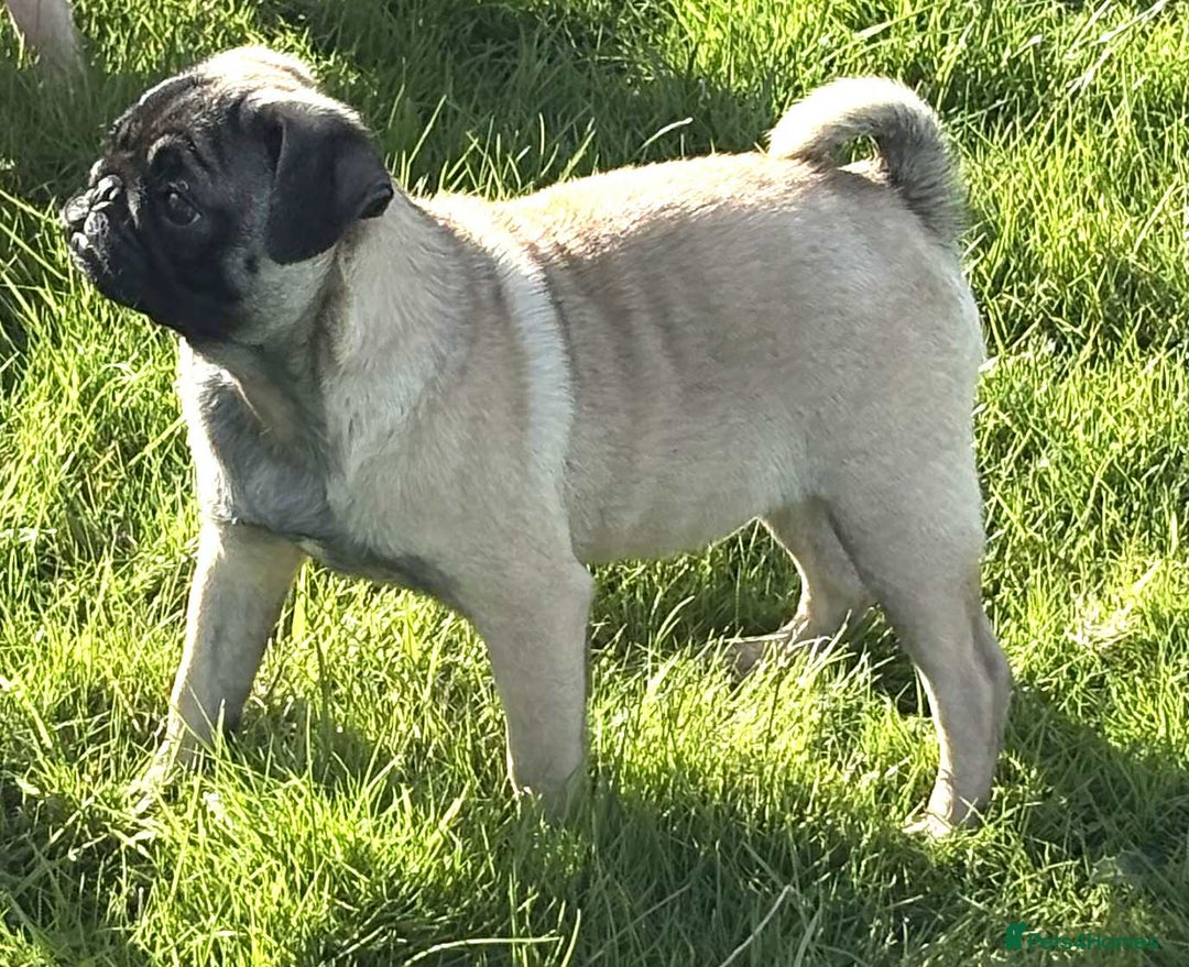 Pug dogs for sale: 2 beautiful female Pug puppies - Image 3