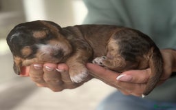 Cockapoo dogs for sale: Stunning F2 DNA health tested Cockapoo puppies  - Image 12