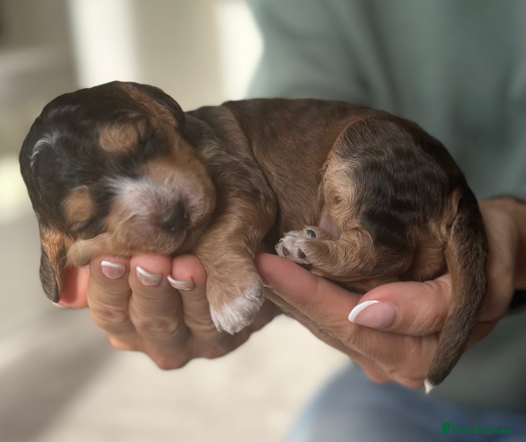 Cockapoo dogs for sale: Stunning F2 DNA health tested Cockapoo puppies  - Image 12
