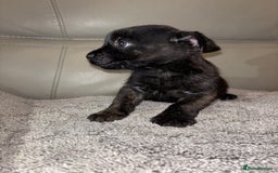 Mixed Breed dogs for sale: Rare Frenchie and Yorkie Mix litter - Image 17