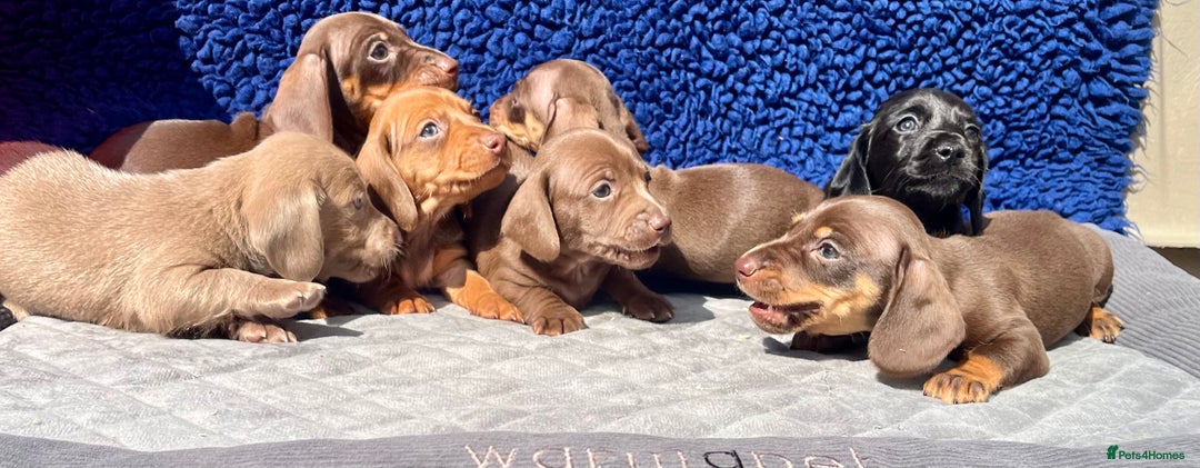Miniature Dachshund dogs for sale: LH/SH MINI DAXIS RAINBOW COLOURS PRA KC REG - Image 4