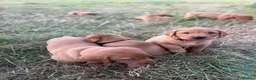 Labrador Retriever dogs for sale: FOX RED PUPPY’S - Advert 15