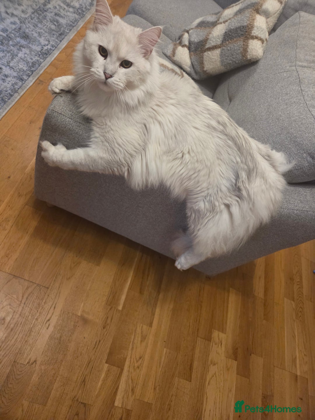 Maine Coon cats for sale: White silver shaded maine coon - Advert 2