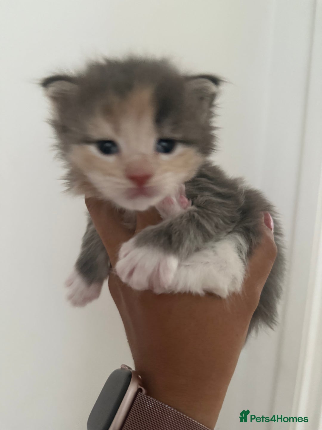Maine Coon cats for sale: Beautiful torbie Maine Coon kittens - Image 7
