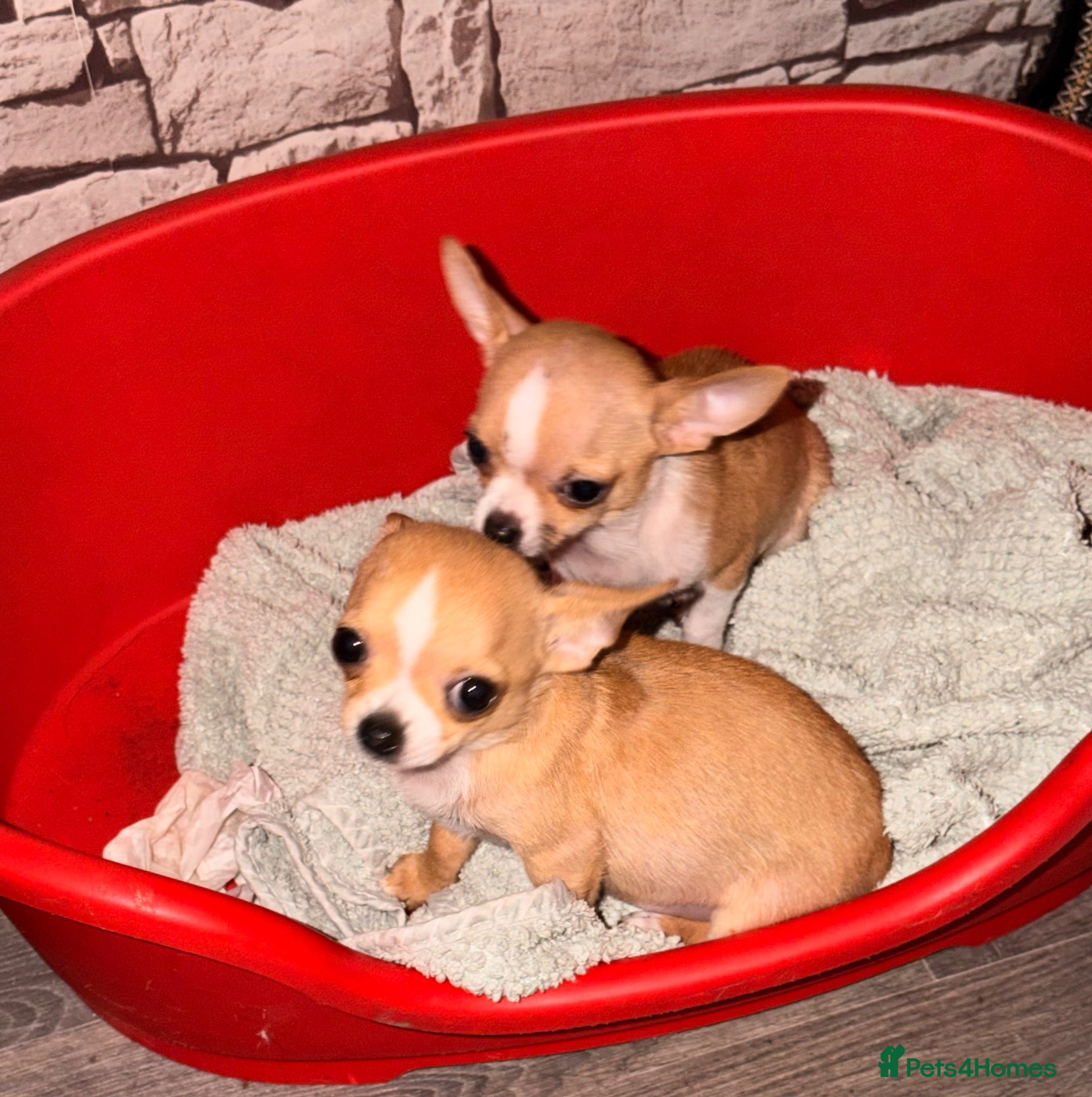 Chihuahua dogs Tiny Chihuahuas for sale  - Advert 1