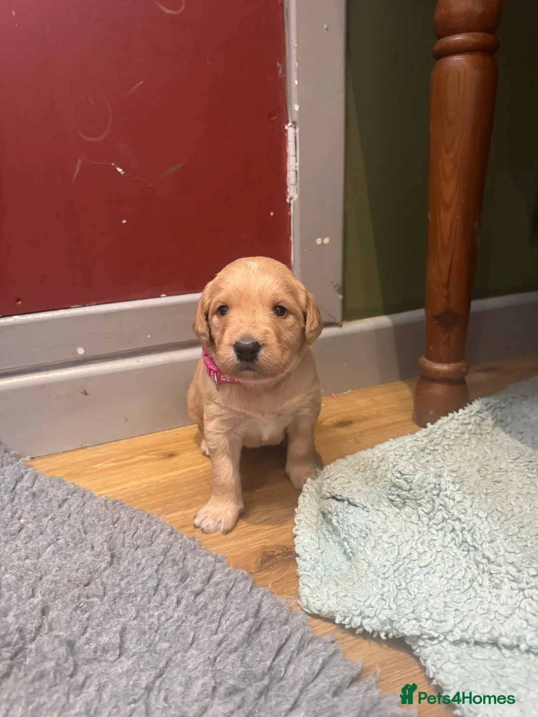 Labradoodle dogs for sale: Labradoodle F1 Puppies Health Tested Parents   - Advert 9