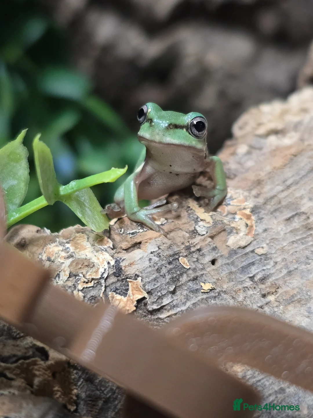 Frog reptiles for sale: Baby whites tree frogs ready to go in 3 weeks - Advert 5