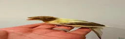 Canaries birds for sale: NW10 2NH in London - Advert 3