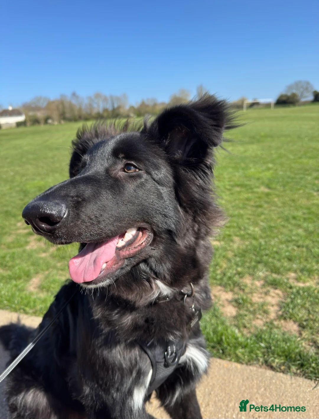 German Shepherd dogs for sale: Beautiful German shepherd needs home - Advert 6