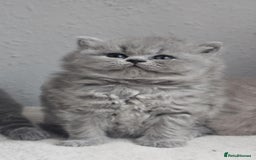 British Shorthair cats for sale: Show Quality Champions British Shorthair GCCF - Image 10
