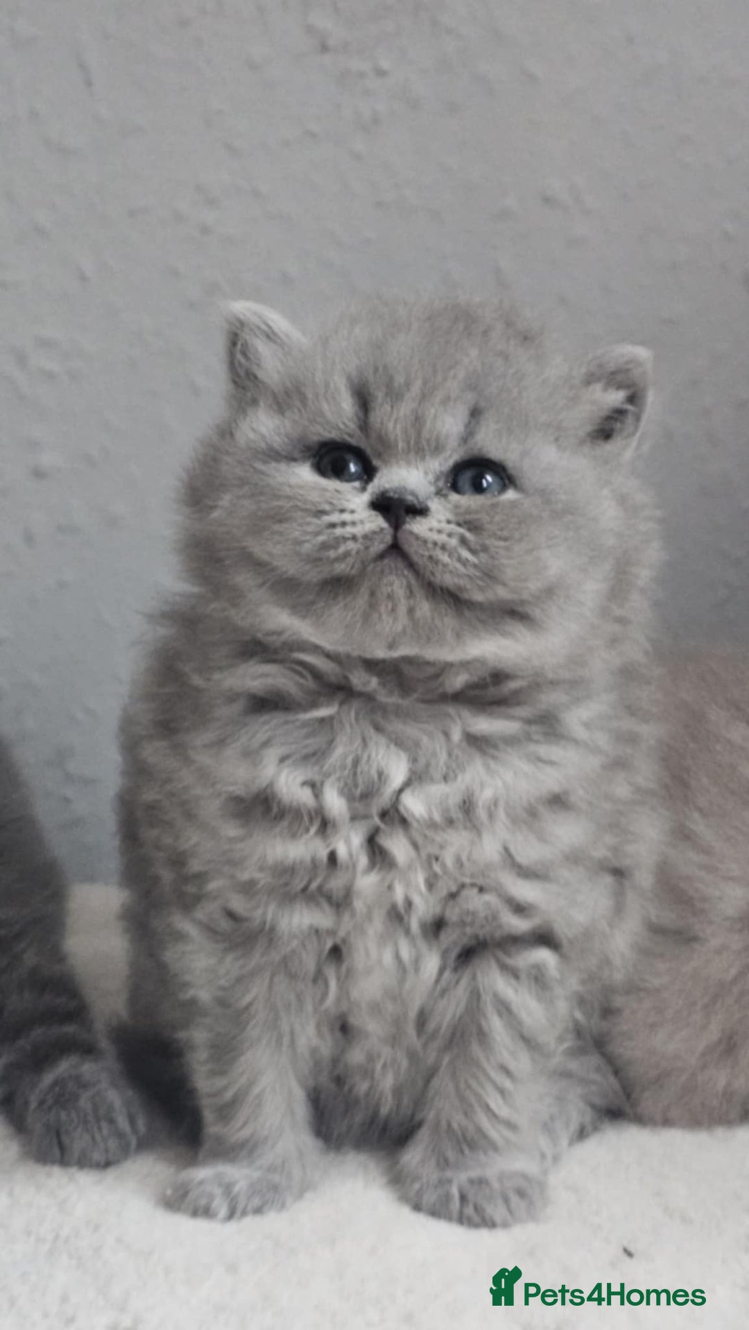 British Shorthair cats for sale: Show Quality Champions British Shorthair GCCF - Image 10