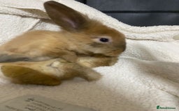 Mixed Breed rabbits for sale: Beautiful Bunnies Ready For New Homes - Advert 10