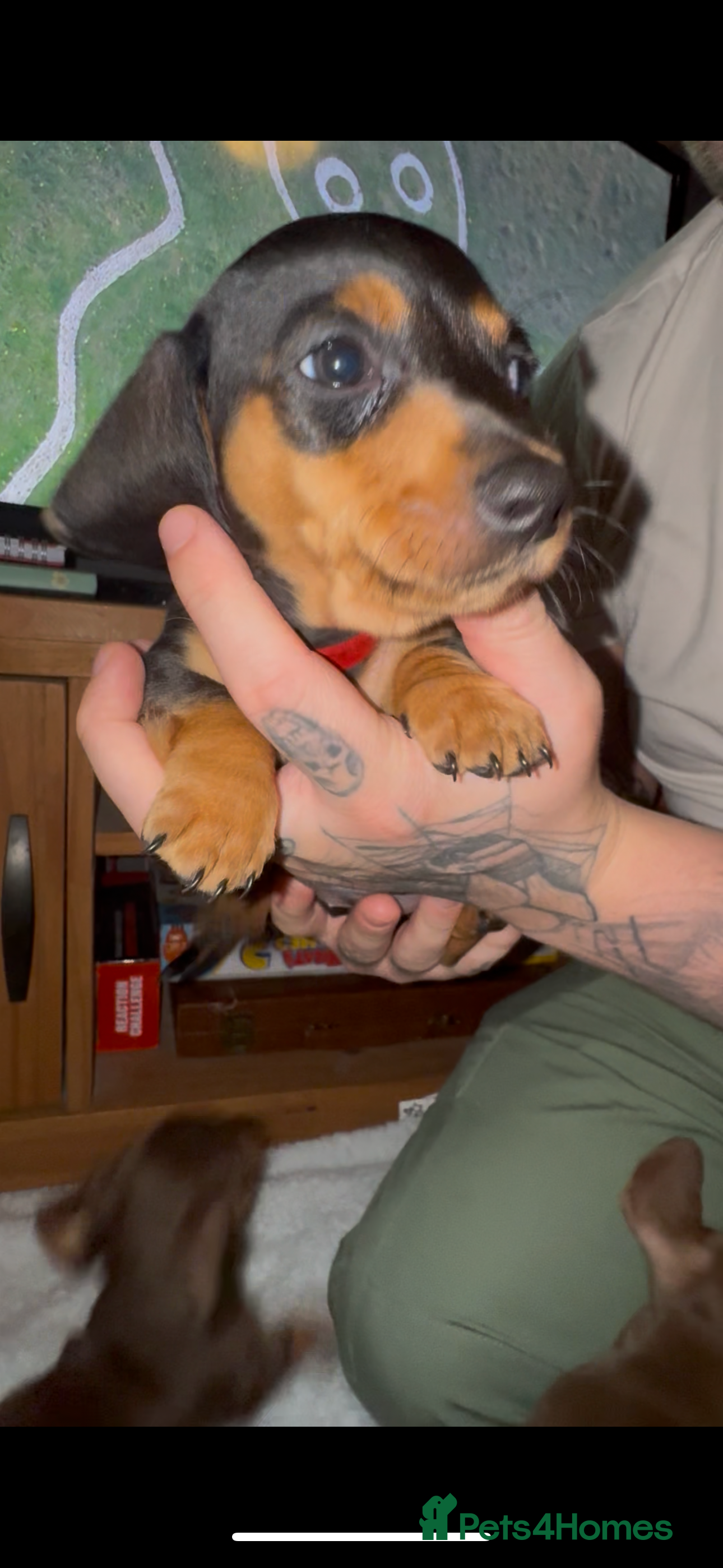 Miniature Dachshund dogs (READY TO LEAVE) Miniature dachshund puppy - Advert 18