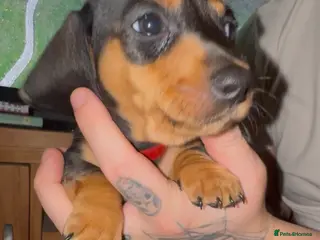 Miniature Dachshund dogs (READY TO LEAVE) Miniature dachshund puppy - Advert 18