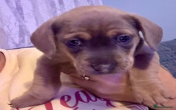 Mixed Breed dogs for sale: French bulldog x daschund - Image 5