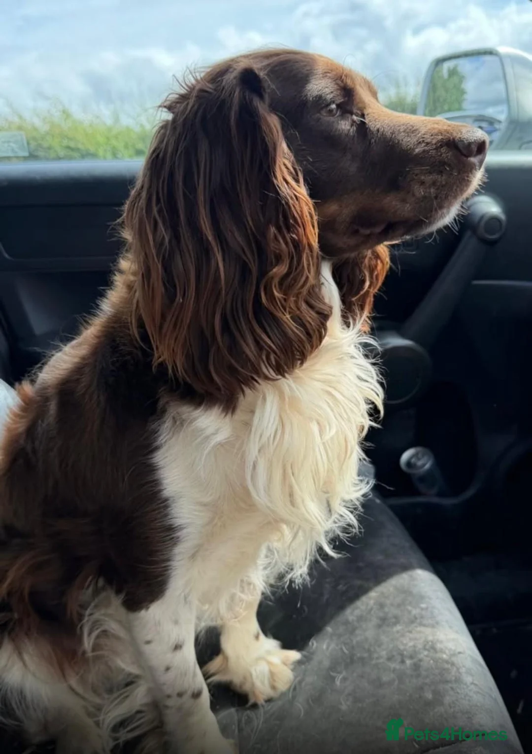 Cocker Spaniel dogs for sale: Working cocker spaniel bitch  - Advert 2