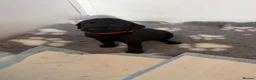 Labrador Retriever dogs for sale: Black Labrador pups boys and girls - Advert 18