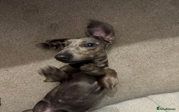 Miniature Dachshund dogs for sale: Miniature dachshund for sale - Image 1