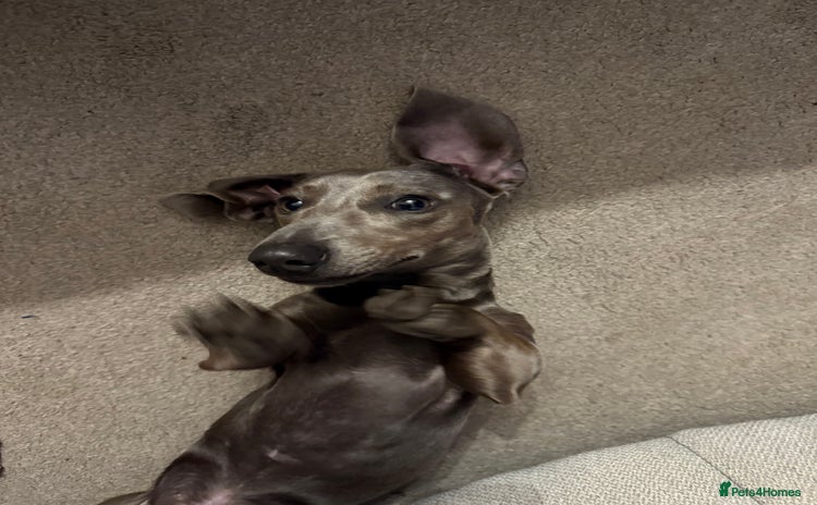 Miniature Dachshund dogs - Advert 13