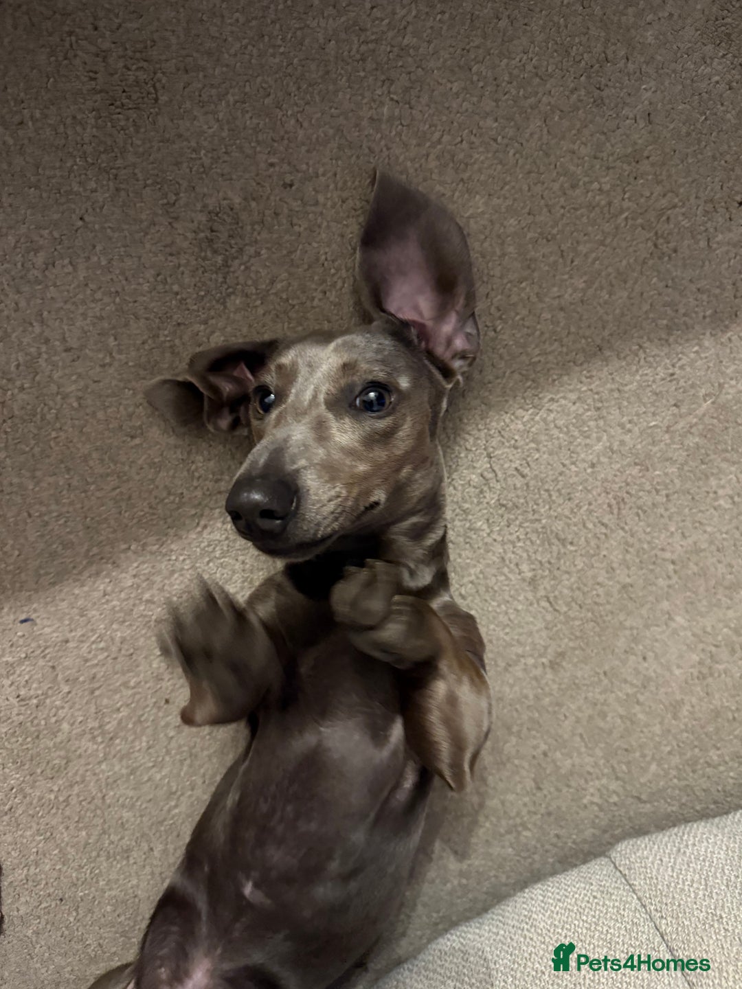 Miniature Dachshund dogs for sale: Miniature dachshund for sale - Image 1