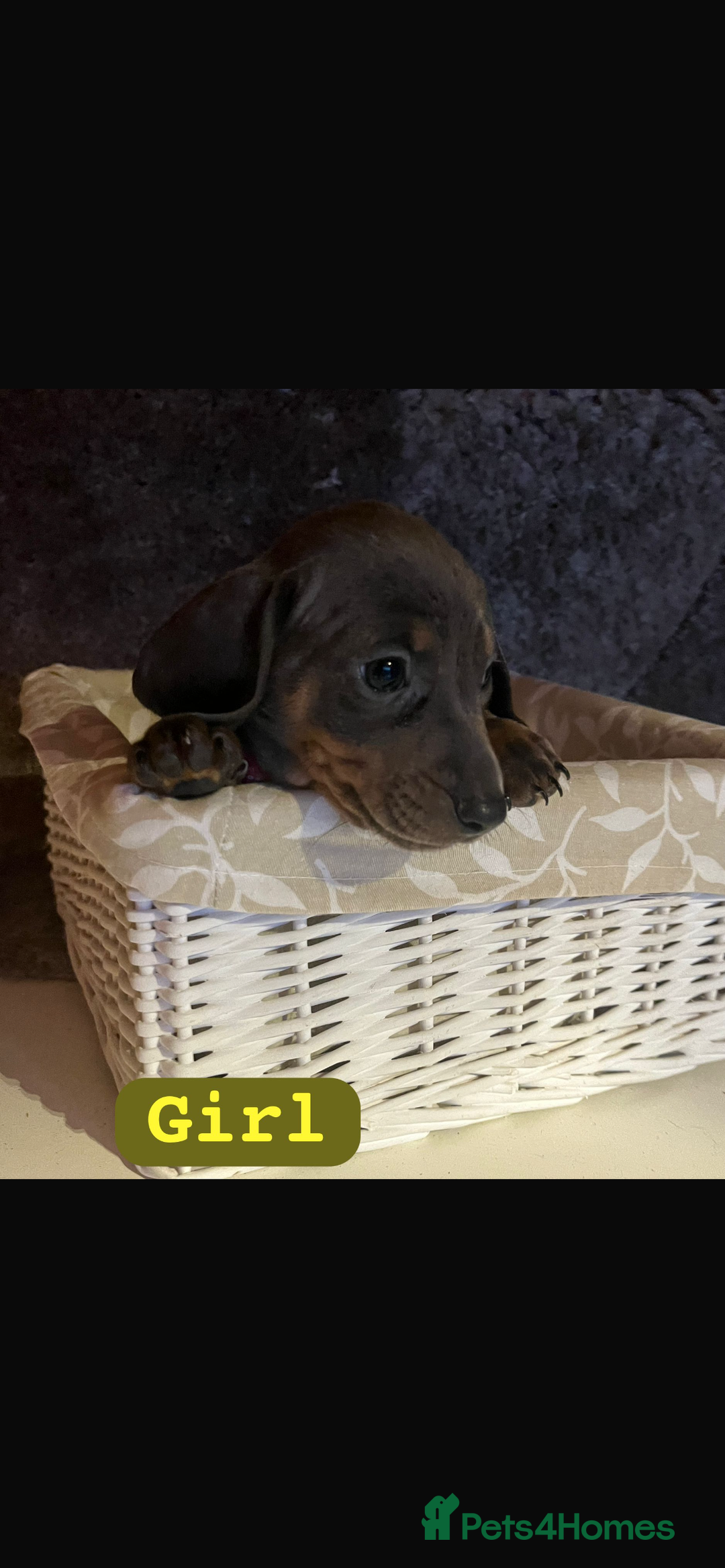 Dachshund dogs for sale: Dachshund  - Image 5