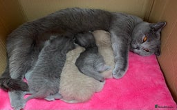 British Shorthair cats for sale: British Shorthair Kittens For Sale - Advert 17