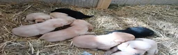 Labrador Retriever dogs for sale: KC Labrador pups - Advert 4
