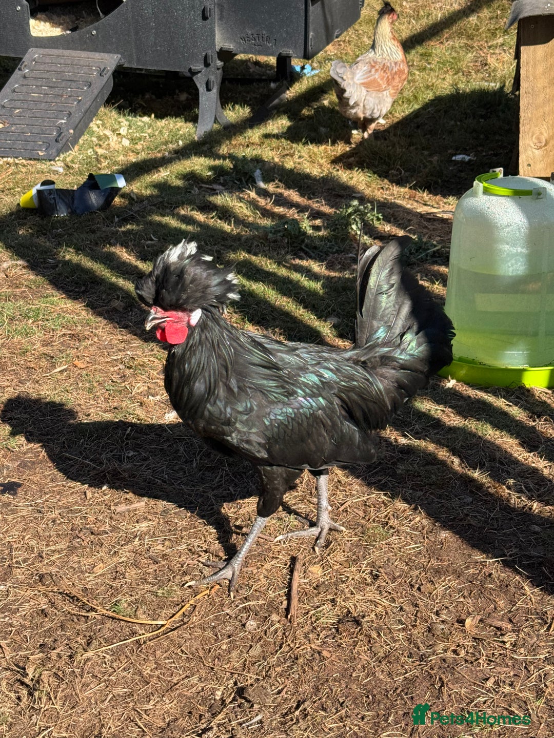 Chickens poultry for sale: Lovely Polish Bantam Cockerel  - Advert 3