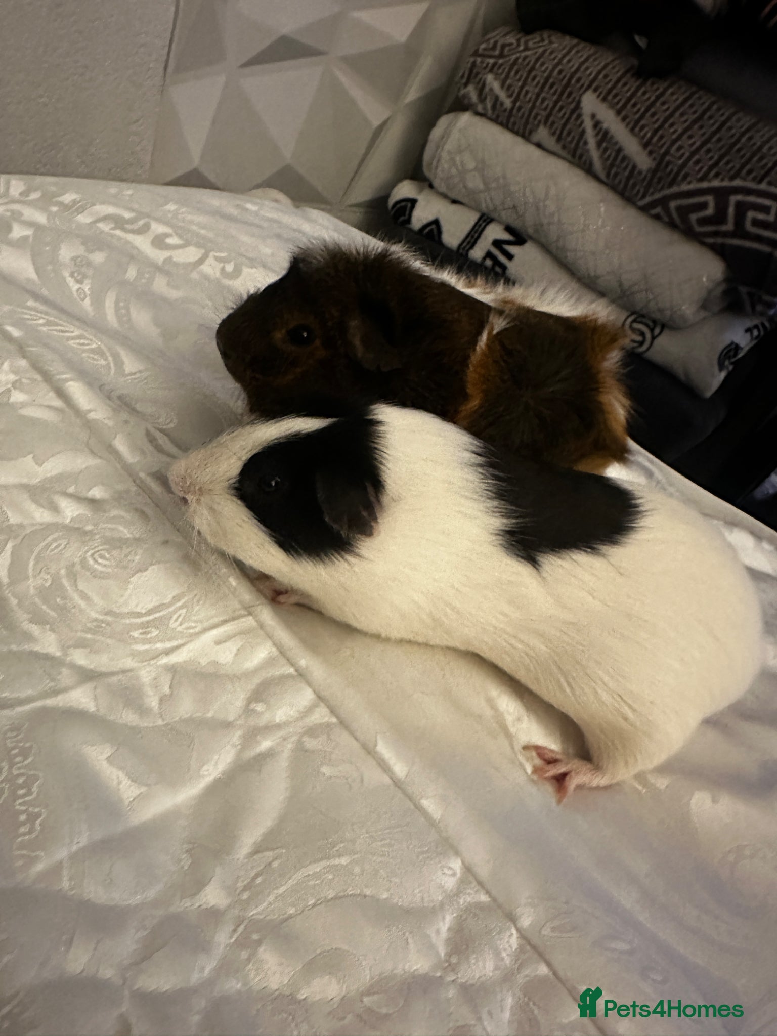 Guinea Pig rodents guinea pig's looking for a new home  - Advert 1