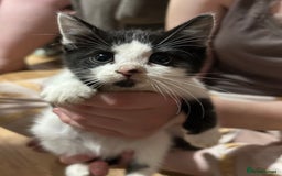 Mixed Breed cats for sale: Fluffy kittens  - Image 6