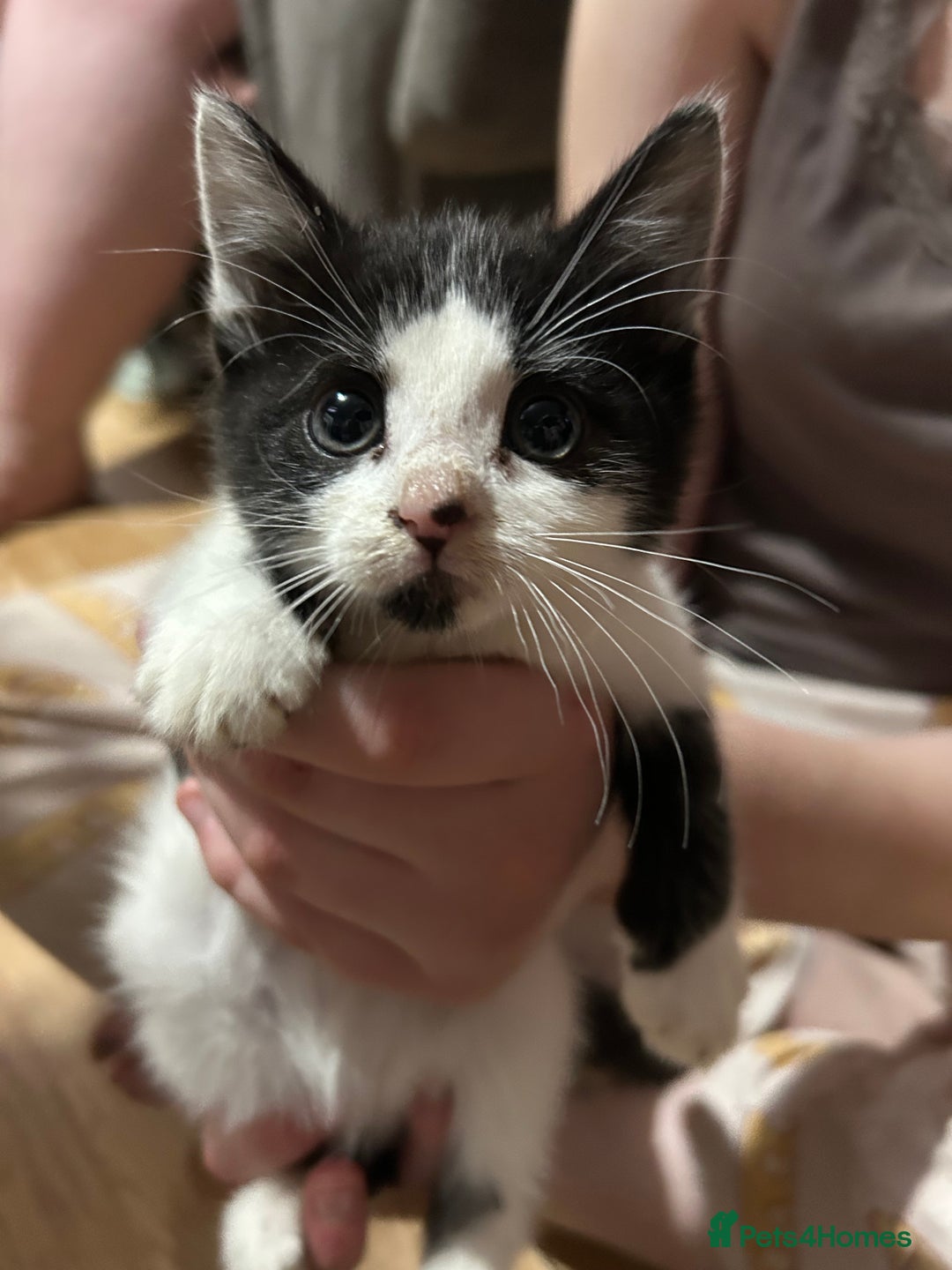 Mixed Breed cats for sale: Fluffy kittens  - Image 6