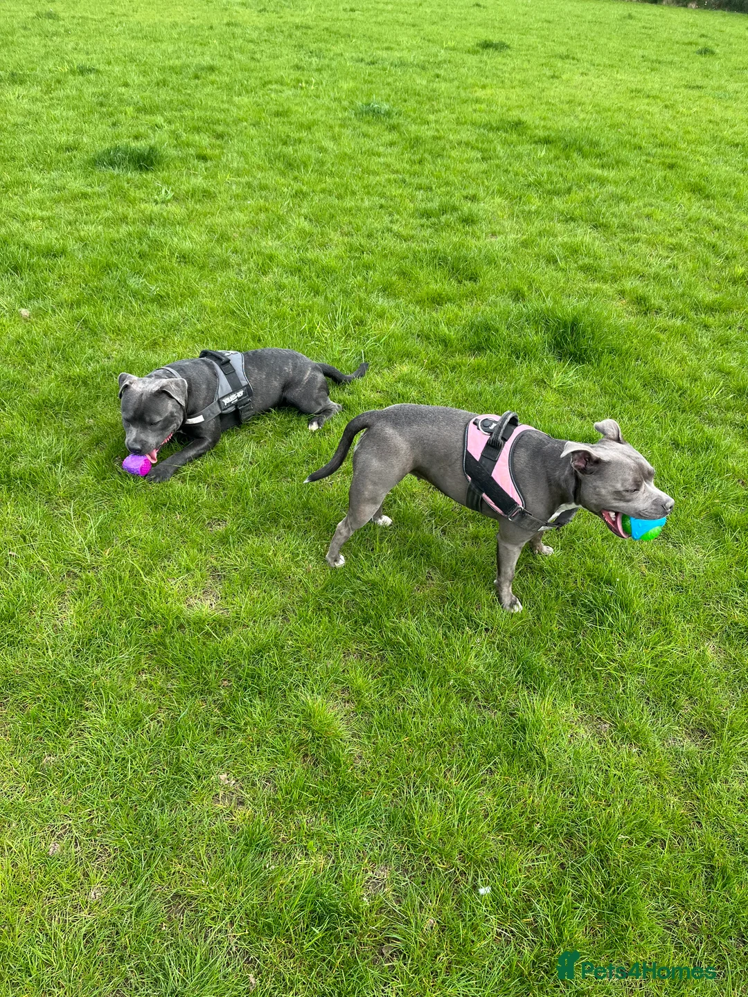 Staffordshire Bull Terrier dogs for sale: Blue staffy pups due soon - Advert 6
