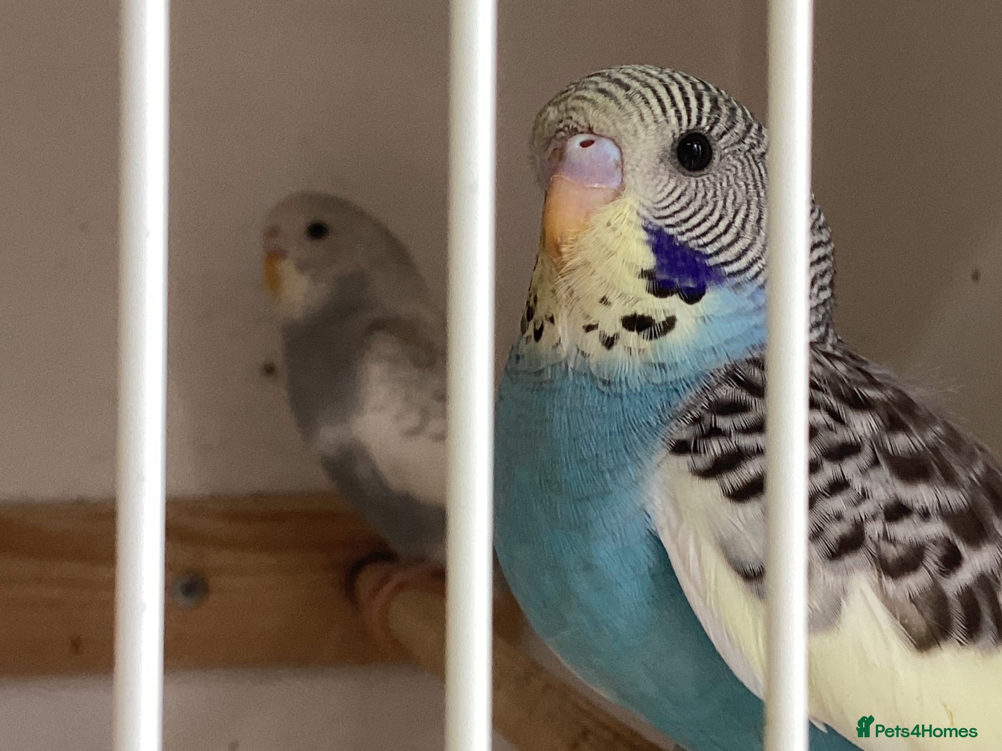 Budgerigars birds Baby budgies  - Advert 3