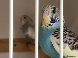 Budgerigars birds Baby budgies - Advert 3