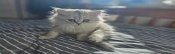 Persian cats for sale: 1 Pure Persian Chinchilla Male Kitten - Advert 5