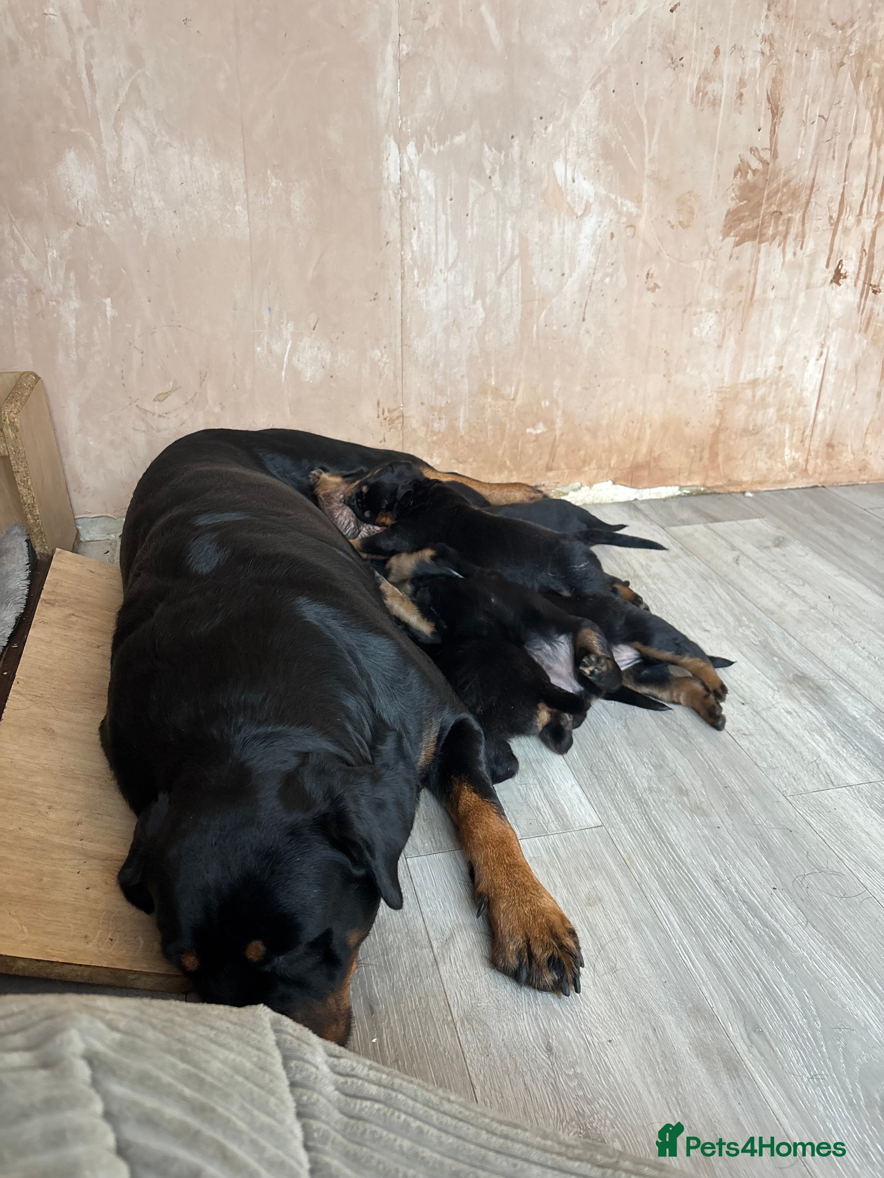 Rottweiler dogs 7 stunning chunky full breed Rottweilers  - Advert 1