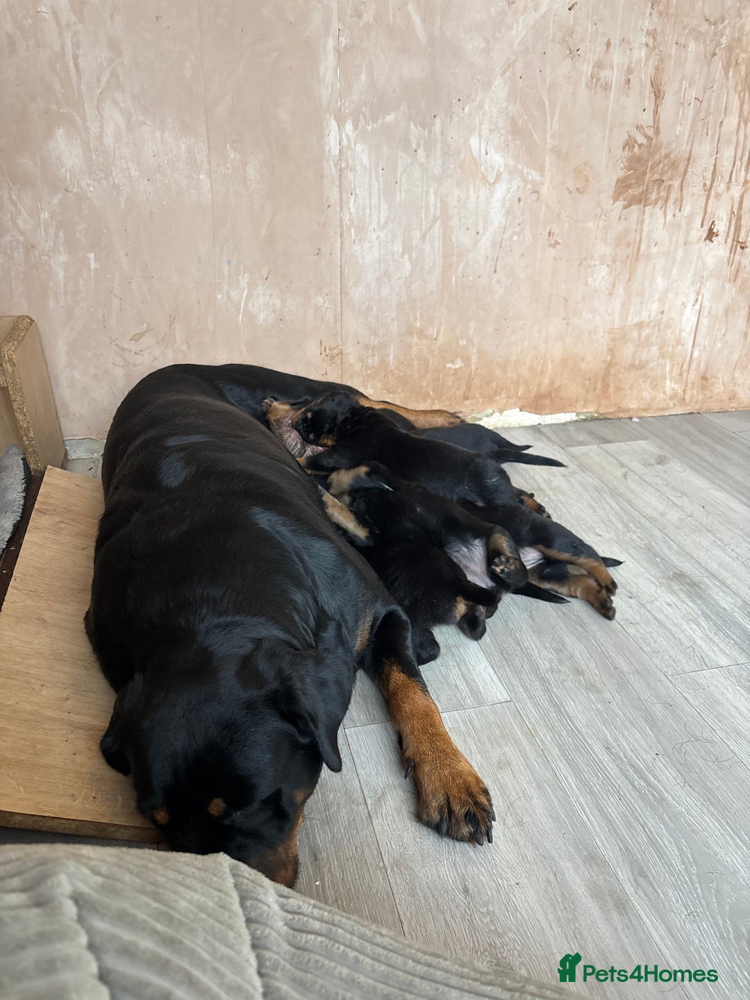 Rottweiler dogs for sale: 7 stunning chunky full breed Rottweilers  - Advert 1
