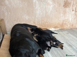 Rottweiler dogs 7 stunning chunky full breed Rottweilers - Advert 1