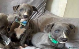 Whippet dogs for sale: Beautiful KC Reg Blue Whippet puppies - Image 21