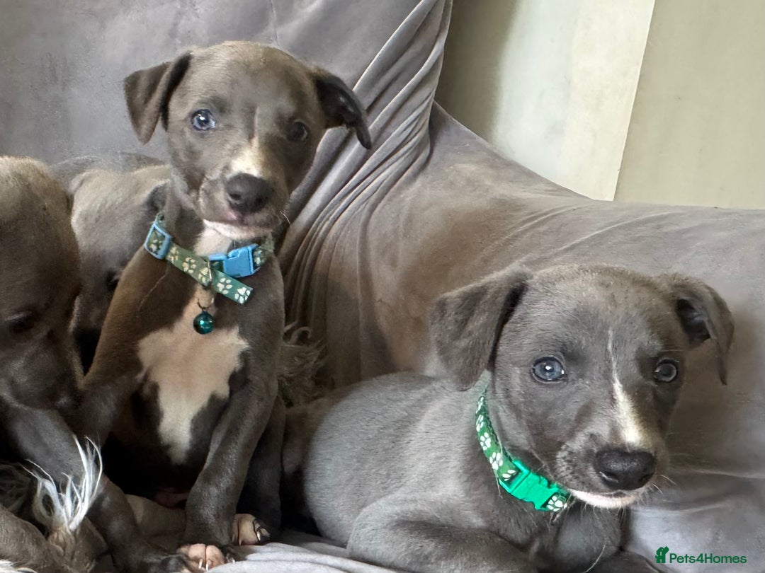 Whippet dogs for sale: Beautiful KC Reg Blue Whippet puppies - Image 21