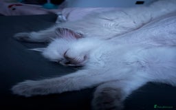 Ragdoll cats for sale: Ragdoll kittens  - Image 20
