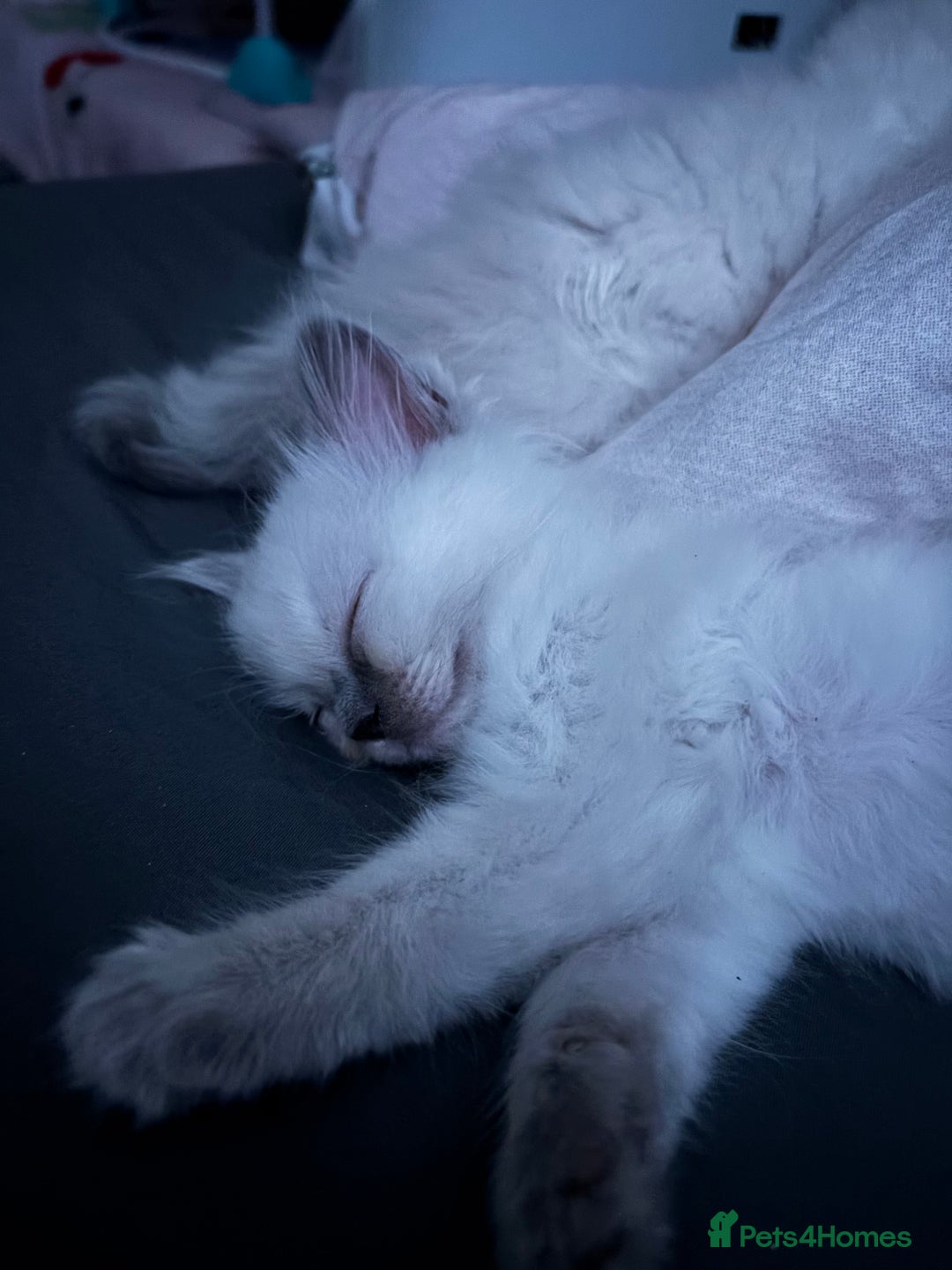 Ragdoll cats for sale: Ragdoll kittens  - Image 20