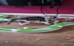 Persian cats for sale: A loveable Persian kitten - Image 26