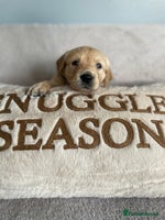 Golden Retriever dogs - Advert 12